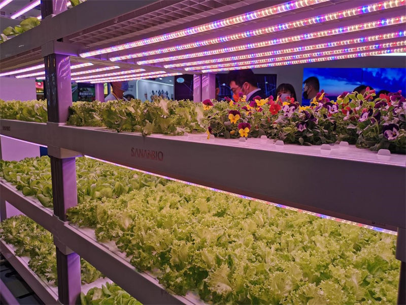 CIIE: estandes peculiares atraem visitantes