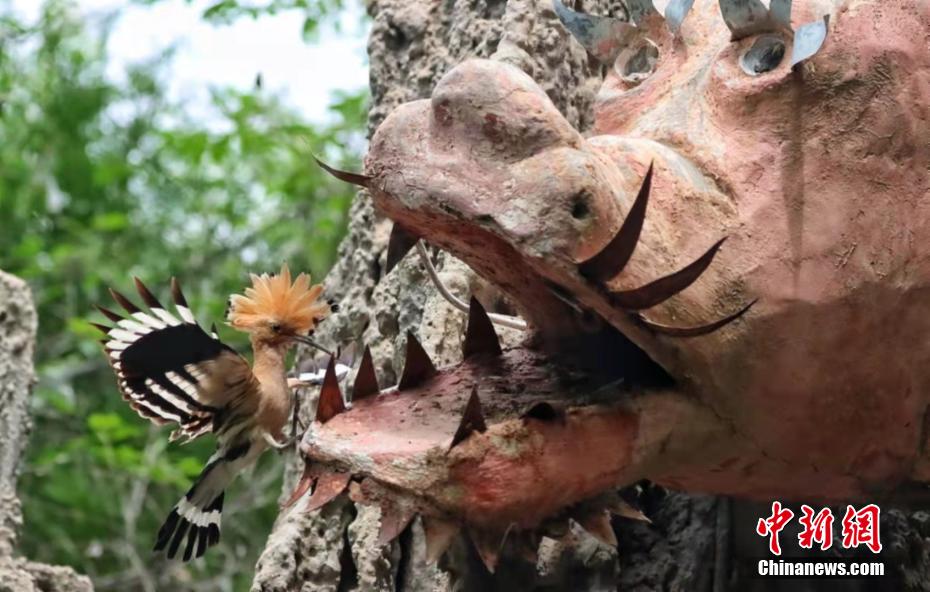 Galeria: espécies de poupa-eurasiática aparecem no noroeste da China