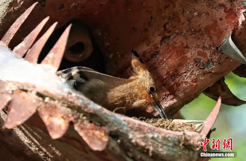 Galeria: espécies de poupa-eurasiática aparecem no noroeste da China