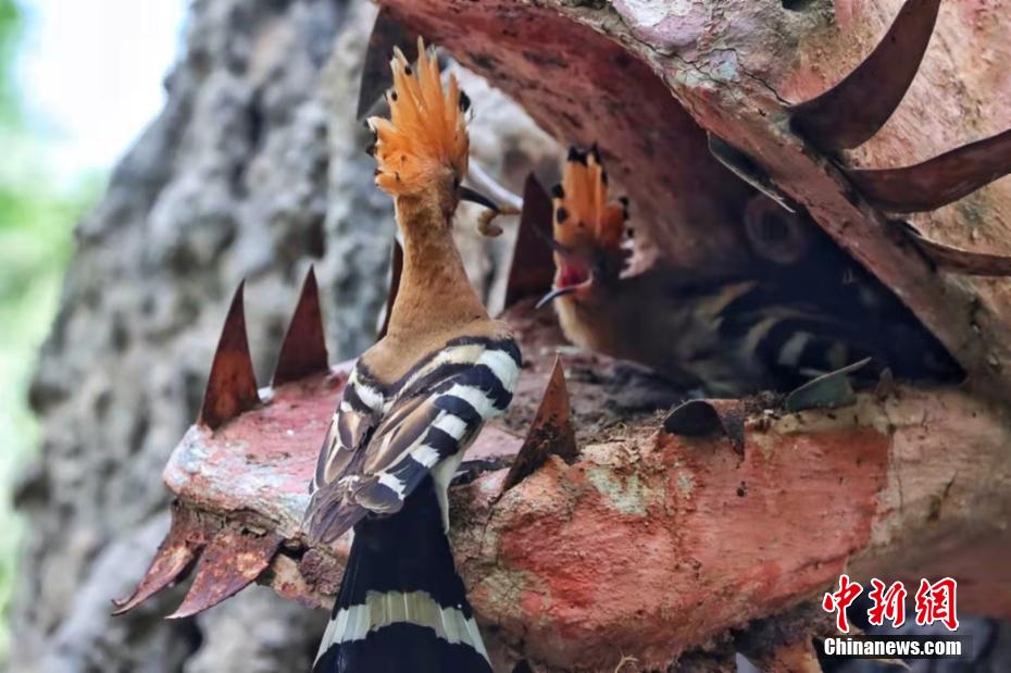 Galeria: espécies de poupa-eurasiática aparecem no noroeste da China