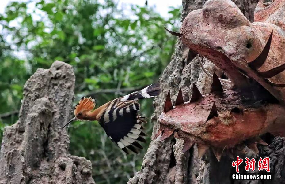 Galeria: espécies de poupa-eurasiática aparecem no noroeste da China