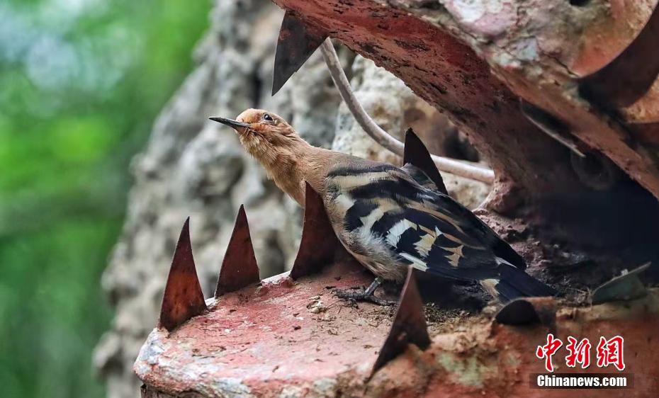 Galeria: espécies de poupa-eurasiática aparecem no noroeste da China