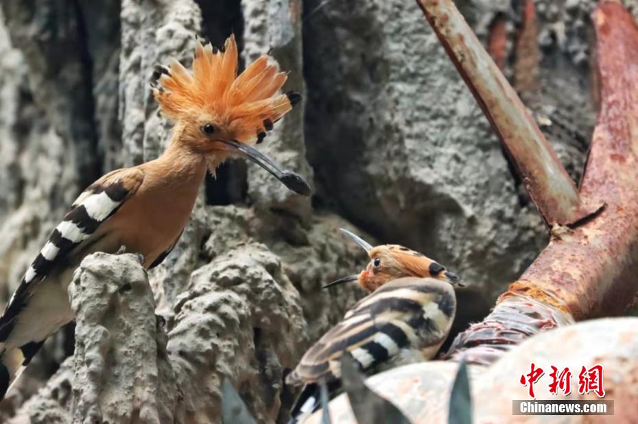 Galeria: espécies de poupa-eurasiática aparecem no noroeste da China