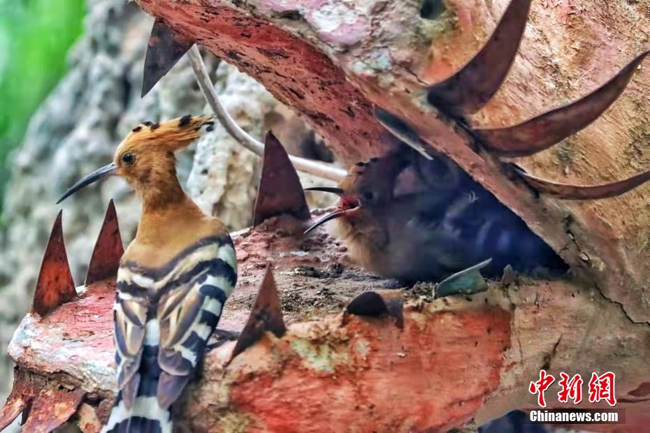 Galeria: espécies de poupa-eurasiática aparecem no noroeste da China