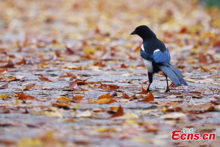 Nanjing: estrada com mais de 600 anos de história fica colorida no final do outono
