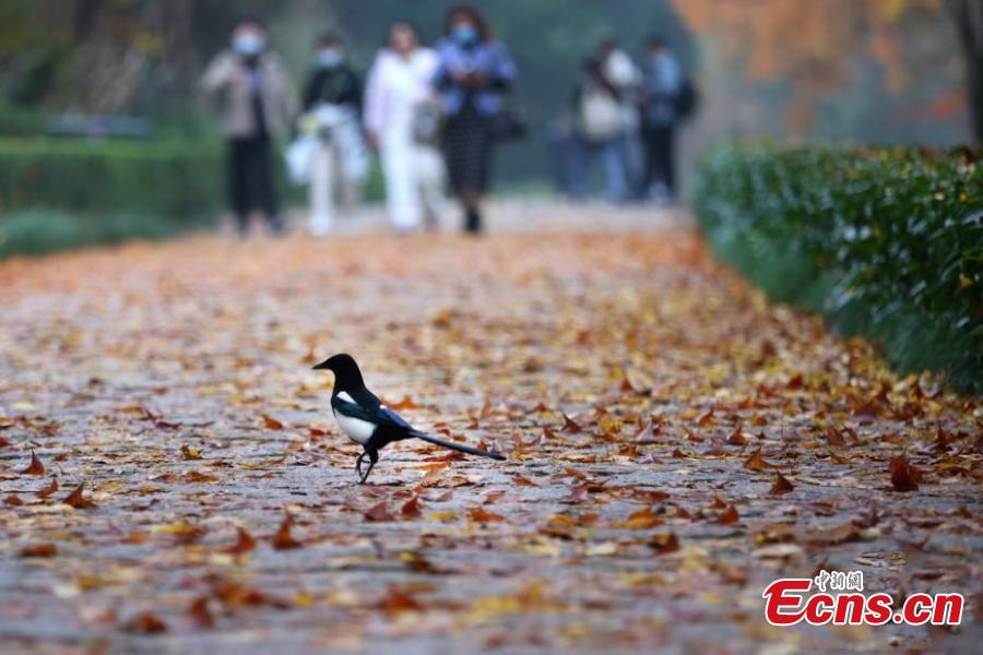 Nanjing: estrada com mais de 600 anos de história fica colorida no final do outono