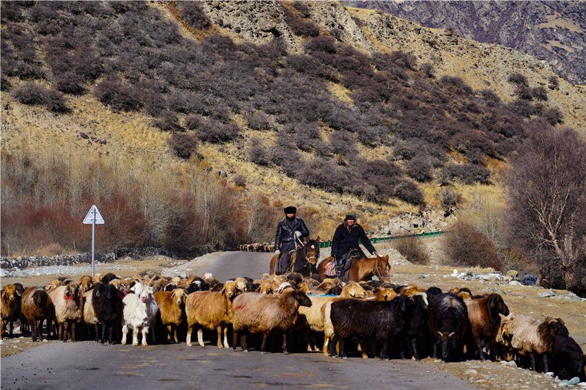 Zhaosu, Xinjiang: melhoria dos padr?es de vida facilita migra??es de pastores