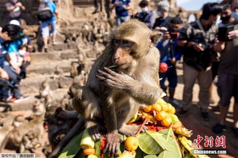 Tailandia: Lopburi realiza buffet anual dedicado aos macacos