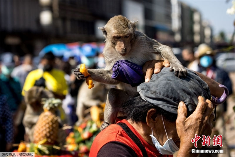 Tailandia: Lopburi realiza buffet anual dedicado aos macacos