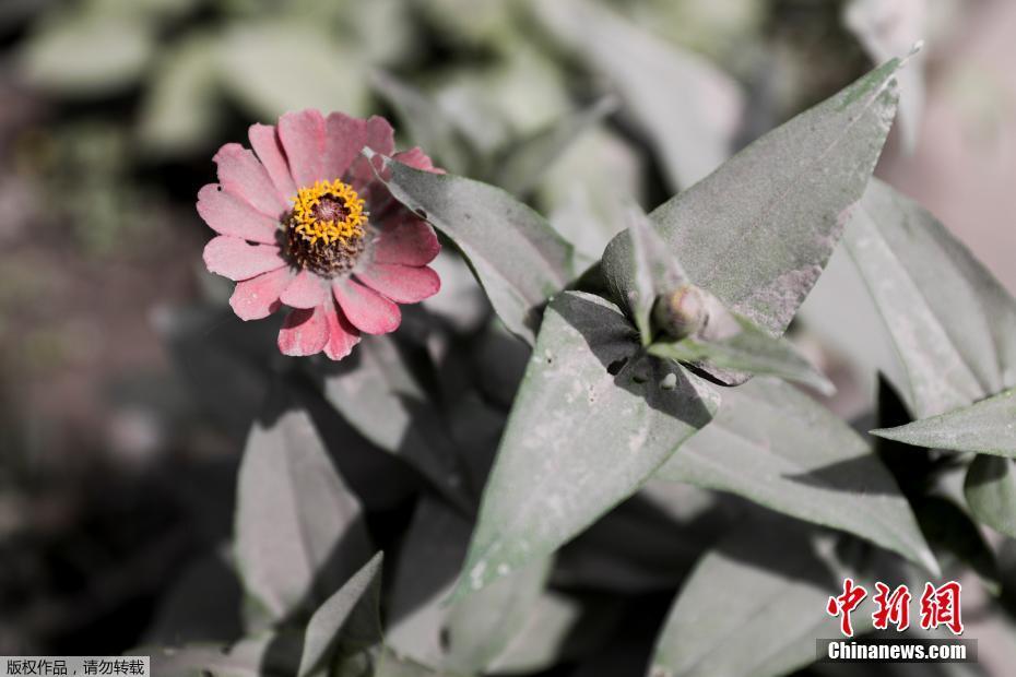 Indonésia: erup??o do vulc?o Semeru deixa dezenas de mortos e feridos