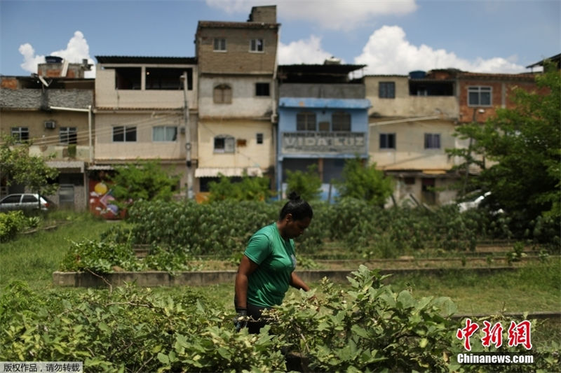 Brasil: Manguinhos abriga maior horta comunitária da América Latina