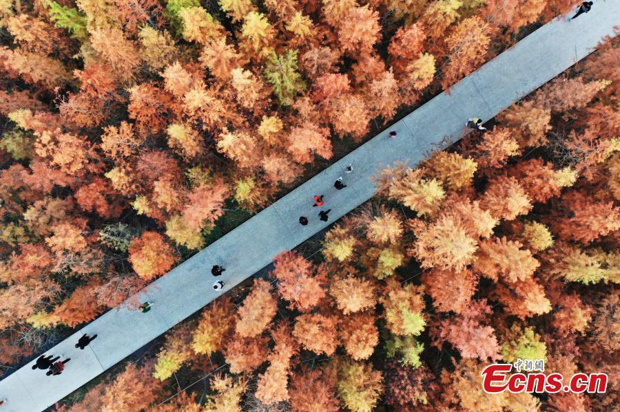 Galeria: paisagem de parque pantanoso no leste da China 