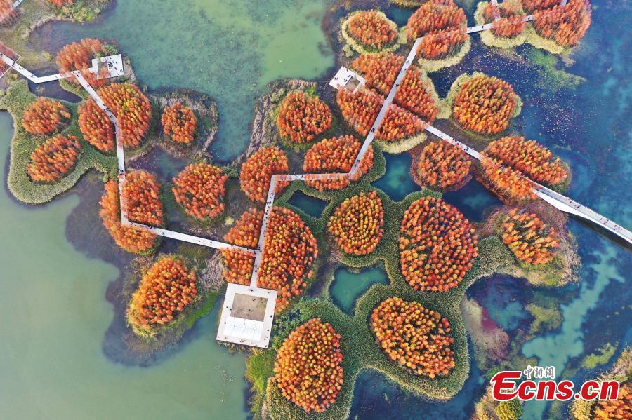 Galeria: paisagem de parque pantanoso no leste da China 
