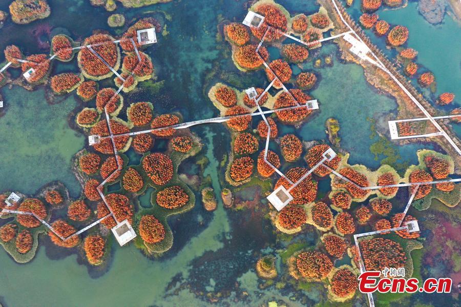 Galeria: paisagem de parque pantanoso no leste da China 