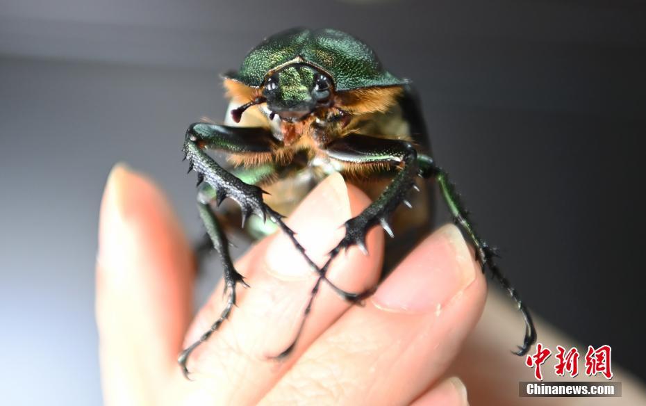 Larva do maior besouro da China encontrada em Sichuan