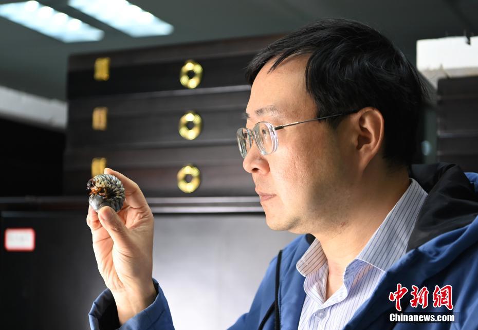 Larva do maior besouro da China encontrada em Sichuan