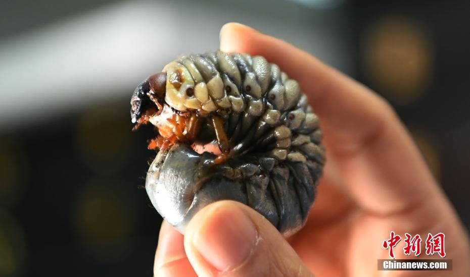 Larva do maior besouro da China encontrada em Sichuan