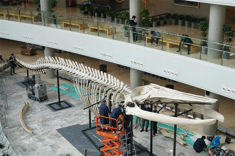 Gigantesco esqueleto de baleia-comum é instalado em Shanghai