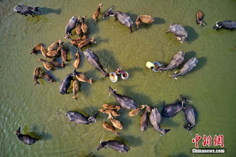 Galeria: migra??o em massa de búfalos no Bangladesh