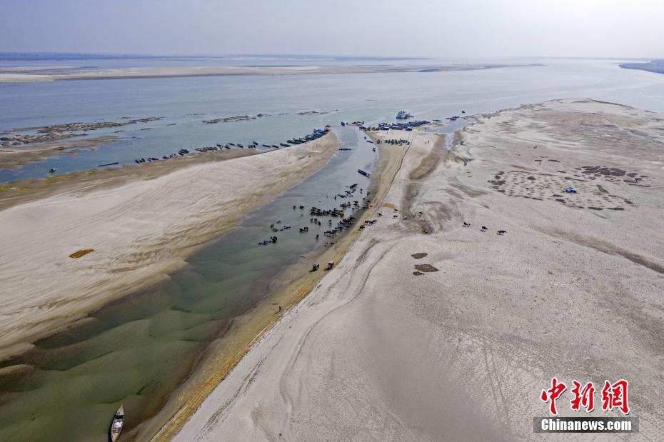 Galeria: migra??o em massa de búfalos no Bangladesh