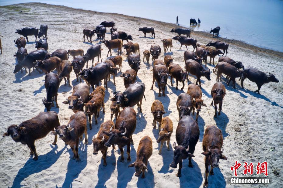 Galeria: migra??o em massa de búfalos no Bangladesh
