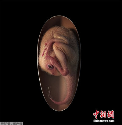 Embri?o de dinossauro mais completo foi encontrado num ovo fossilizado na China 