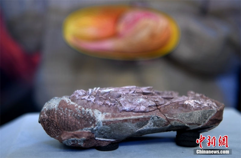 Embri?o de dinossauro mais completo foi encontrado num ovo fossilizado na China 