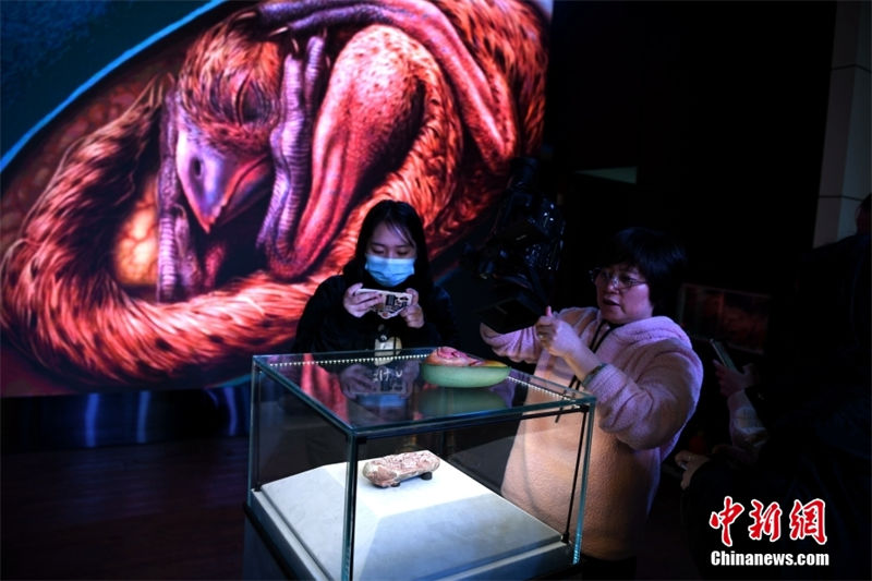 Embri?o de dinossauro mais completo foi encontrado num ovo fossilizado na China 