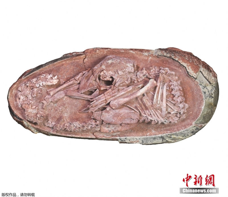 Embri?o de dinossauro mais completo foi encontrado num ovo fossilizado na China 
