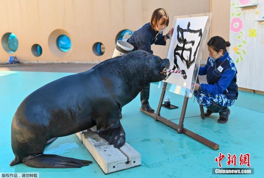 Le?o-marinho 'escreve' caracter chinês para saudar o ano novo lunar