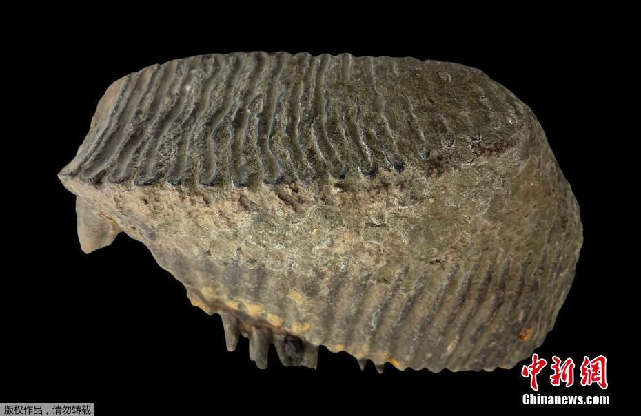 Fósseis de mamutes da Idade do Gelo descobertos na Inglaterra