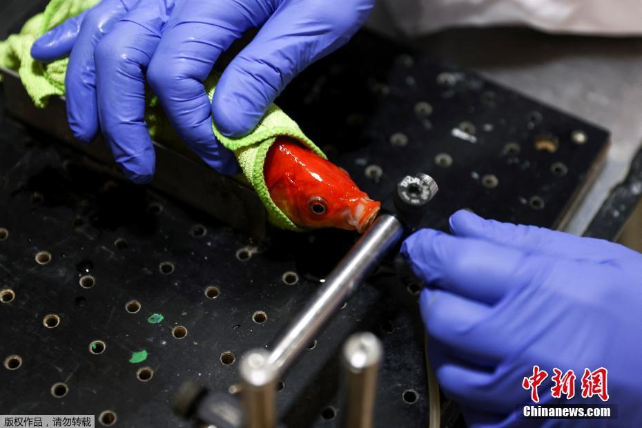 Cientistas de Israel treinam peixes dourados para dirigir veículos