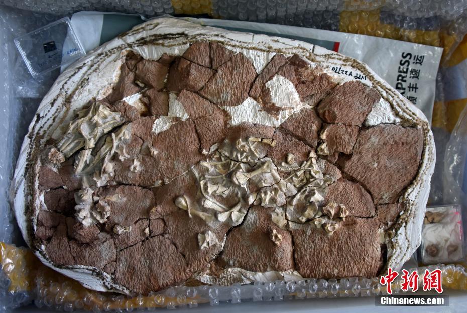 China: pesquisadores encontram fósseis de lagartos gigantes de 52 milh?es de anos