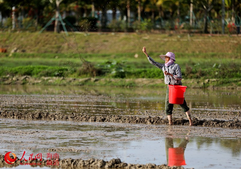 Haikou come?a trabalho de lavragem dos campos durante a primavera