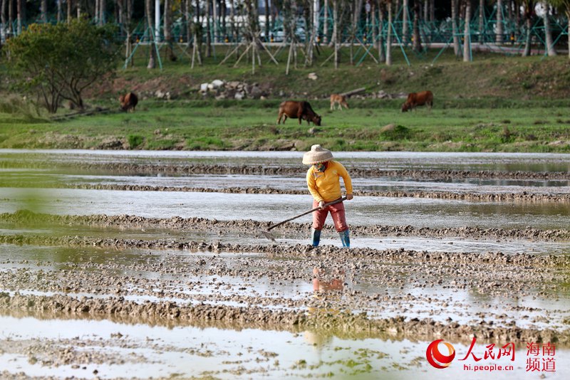Haikou come?a trabalho de lavragem dos campos durante a primavera