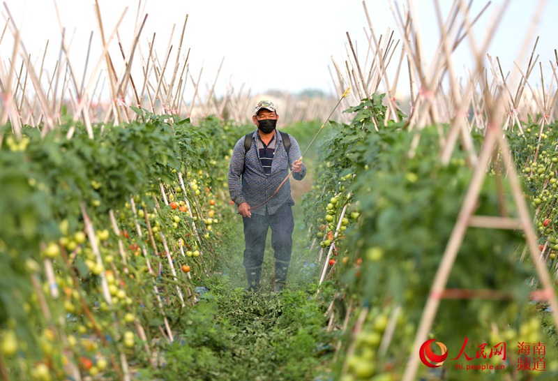 Haikou come?a trabalho de lavragem dos campos durante a primavera