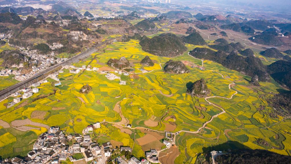 Paisagem de flores de colza na Vila de Mugang, na província chinesa de Guizhou
