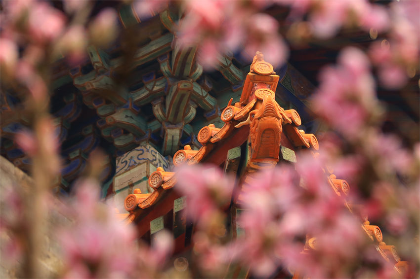 Magnólia denudata em plena flora??o fora da Cidade Proibida em Beijing