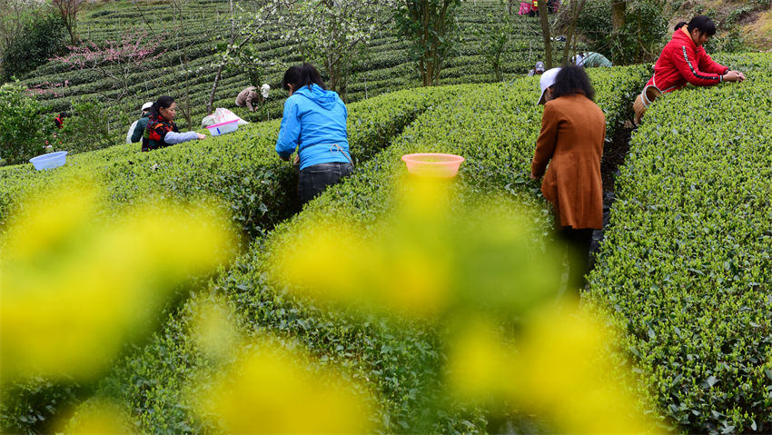 Hubei: agricultores de chá recebam temporada de colheita