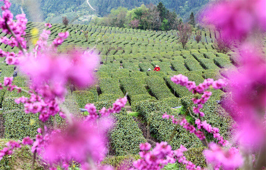 Hubei: agricultores de chá recebam temporada de colheita