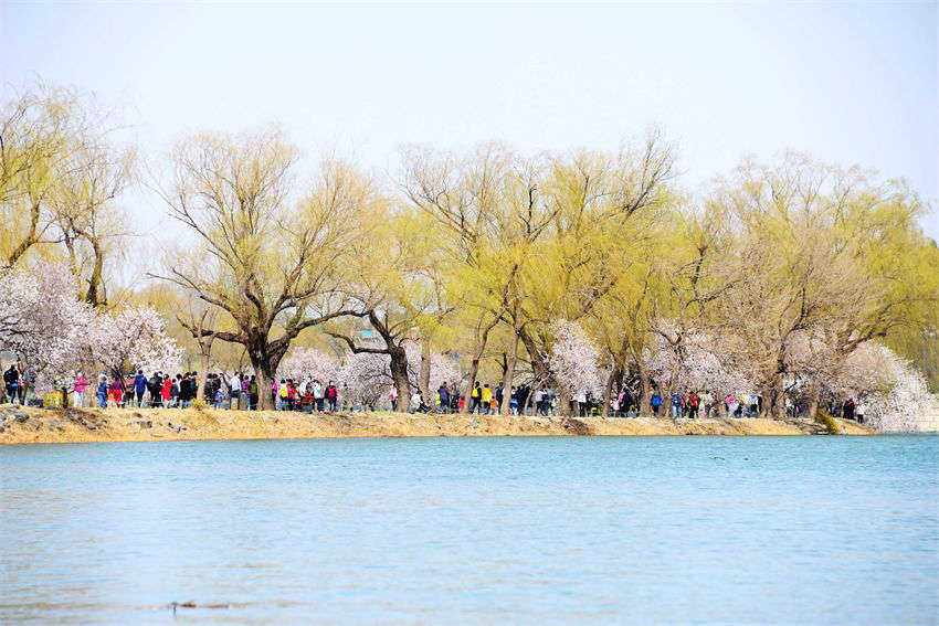 Galeria: flores desabrocham no Palácio de Ver?o