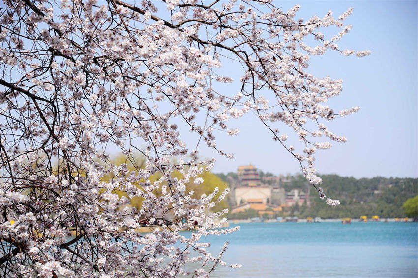 Galeria: flores desabrocham no Palácio de Ver?o