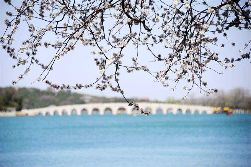 Galeria: flores desabrocham no Palácio de Ver?o
