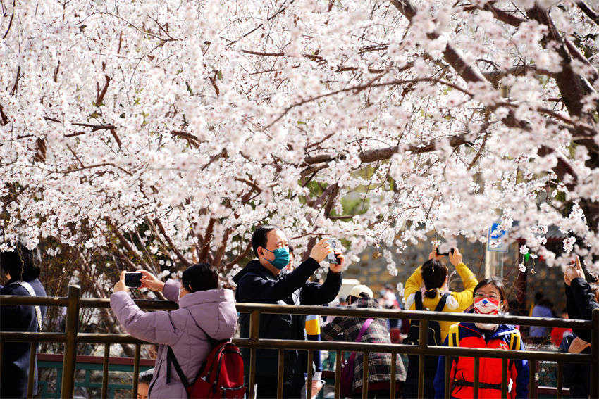 Galeria: flores desabrocham no Palácio de Ver?o