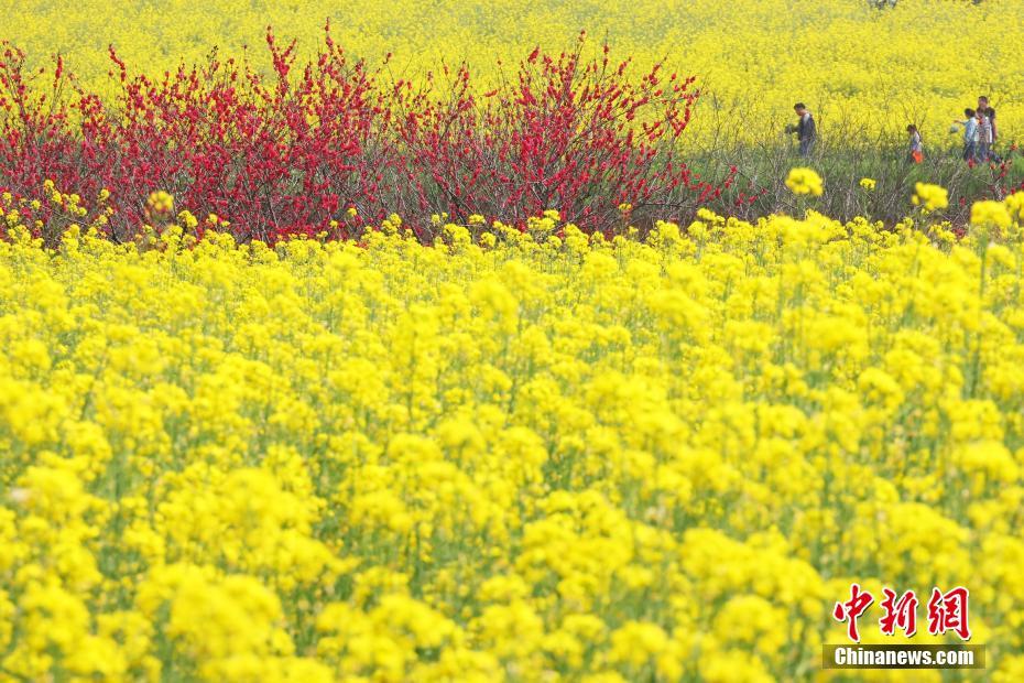 Galeria: flores pitorescas desabrocham em Nanjing