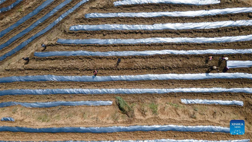 Galeria: lavoura primaveril em curso na China