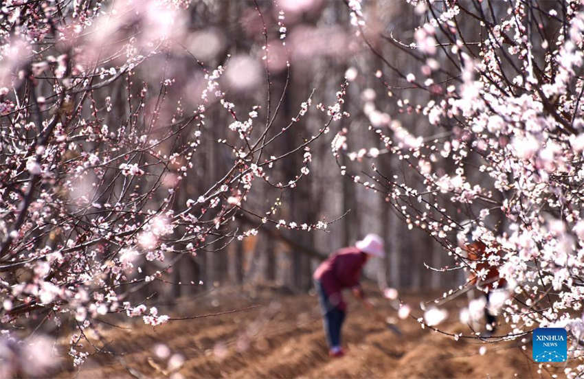 Galeria: lavoura primaveril em curso na China