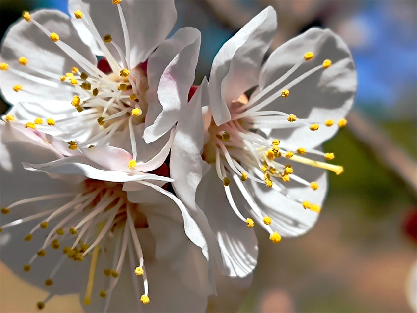 Parques de Beijing recebem cerca de 5 milh?es de visitantes durante Festival de Qingming