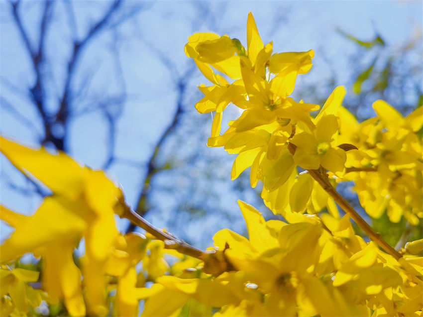 Parques de Beijing recebem cerca de 5 milh?es de visitantes durante Festival de Qingming