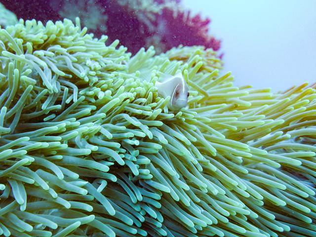 Xi Jinping destaca importancia de prote??o ecológica para desenvolvimento de Hainan